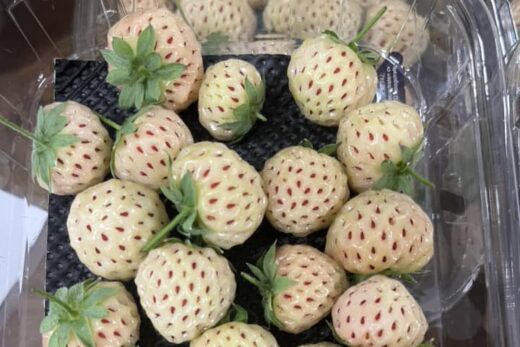 Les Fraises Ananas : Un Retour aux Saveurs d’Antan chez Olei Nature