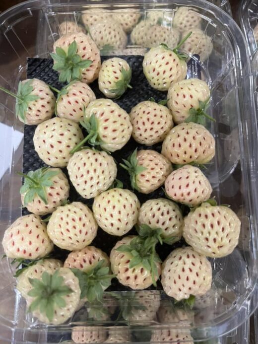 Les&#x20;Fraises&#x20;Ananas&#x20;&#x3A;&#x20;Un&#x20;Retour&#x20;aux&#x20;Saveurs&#x20;d&#x2019;Antan&#x20;chez&#x20;Olei&#x20;Nature