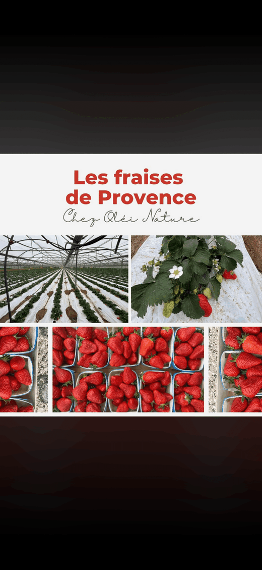 Fraises&#x20;DREAM&#x20;&#x20;&#x00E0;&#x20;Ollioules&#x20;&#x3A;&#x20;d&#x00E9;couvrez&#x20;les&#x20;fraises&#x20;de&#x20;notre&#x20;producteurs&#x20;de&#x20;Hy&#x00E8;res
