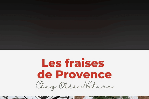 Fraises DREAM  à Ollioules : découvrez les fraises de notre producteurs de Hyères