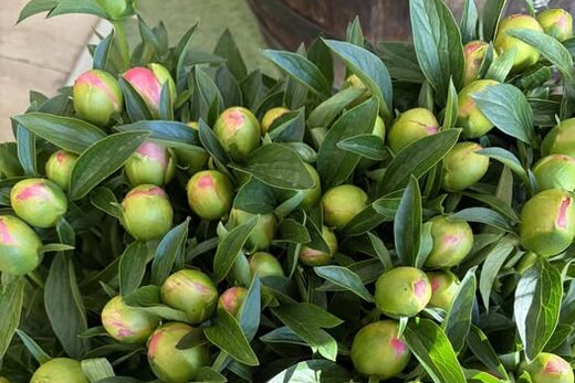 Pivoines produites à Ollioules plein champ