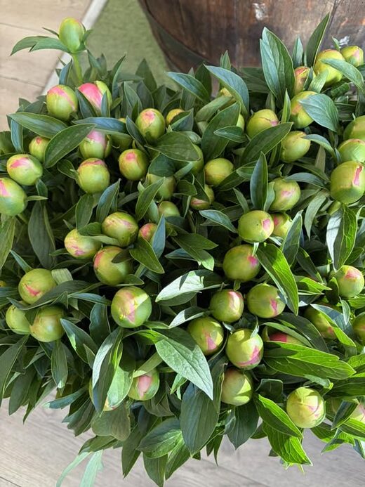 Pivoines&#x20;produites&#x20;&#x00E0;&#x20;Ollioules&#x20;plein&#x20;champ